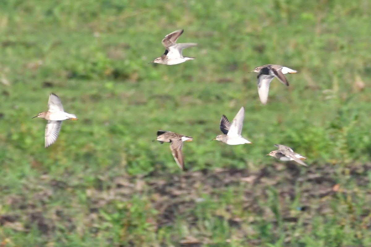 alaskasnipe - ML621962363