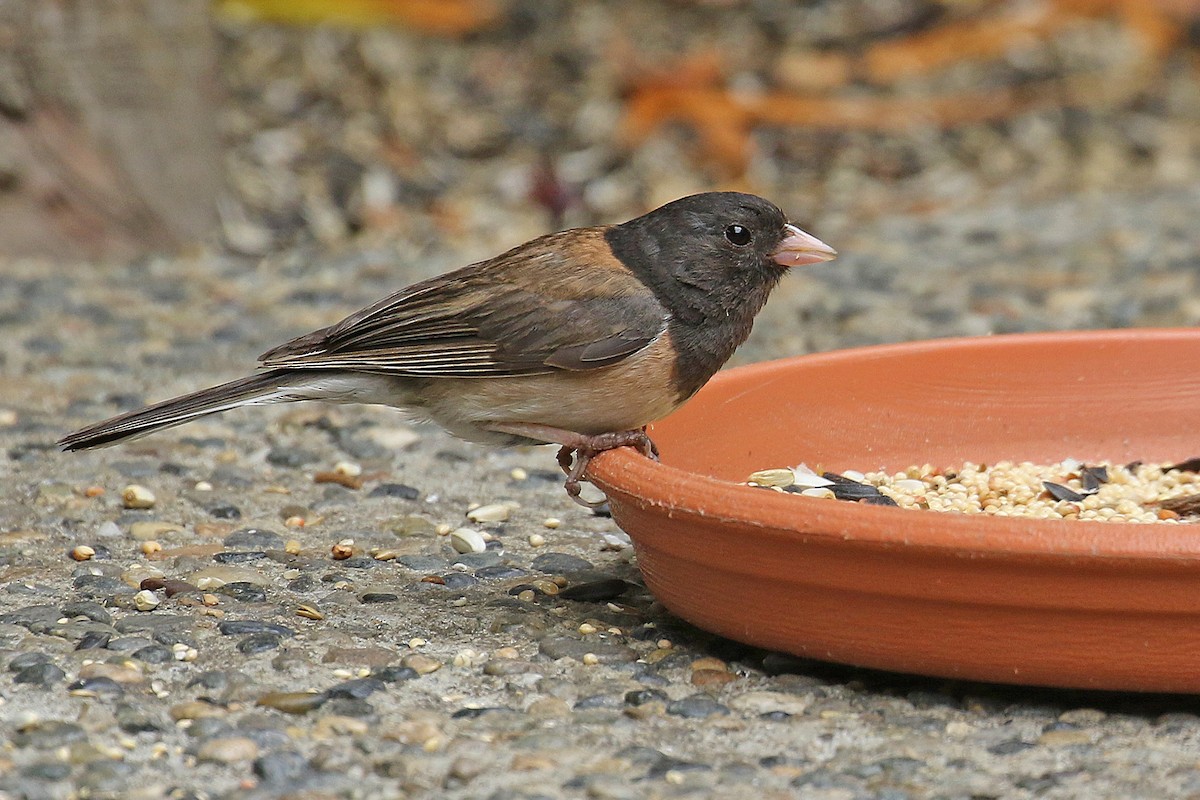 eBird Checklist - 28 Jul 2024 - Rio Rd. (East) neighborhood, Carmel ...