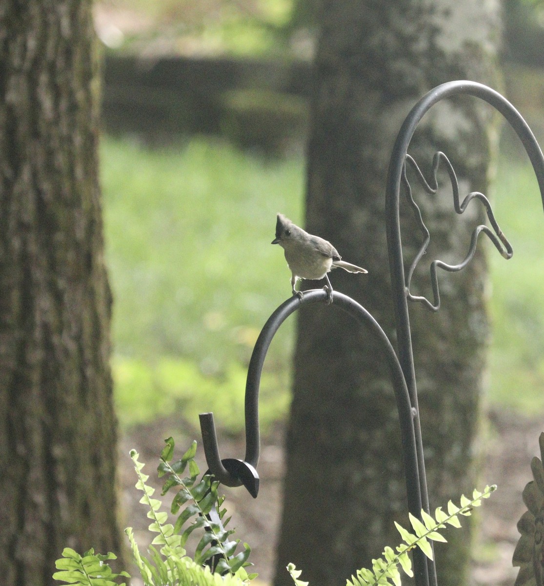 Tufted Titmouse - ML621962445
