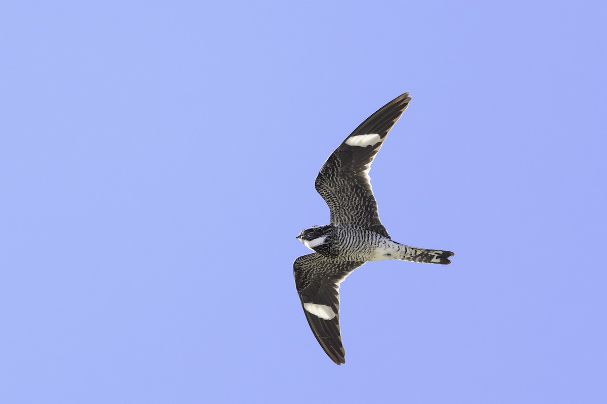 Common Nighthawk - Amy Hudechek