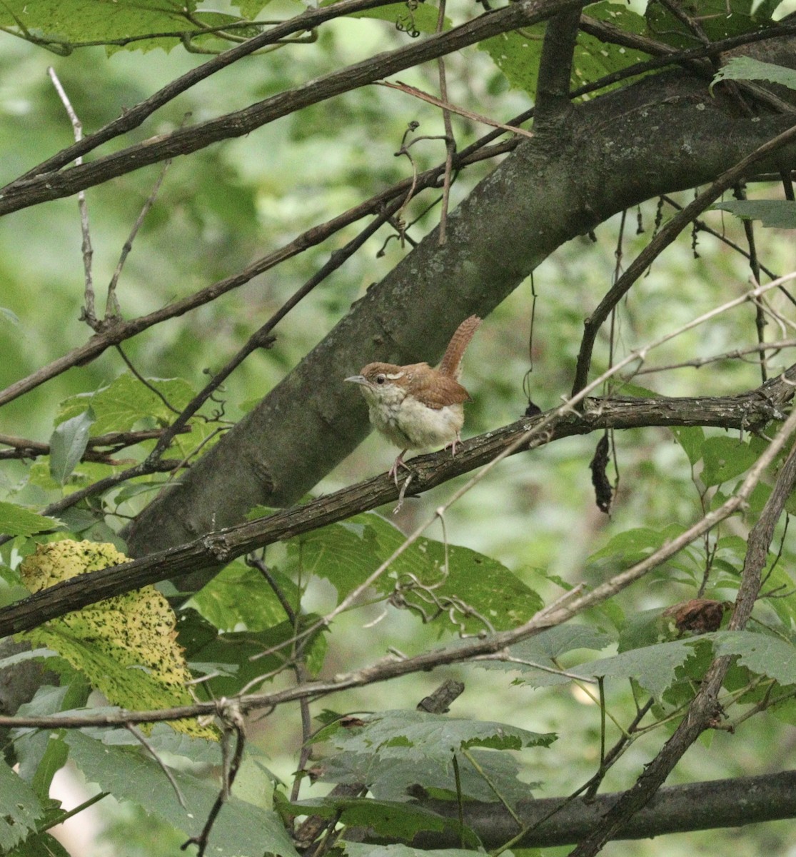 Carolina Wren - ML621962482