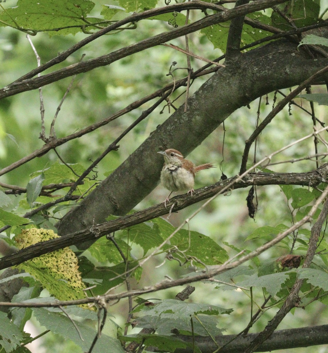 Carolina Wren - ML621962483