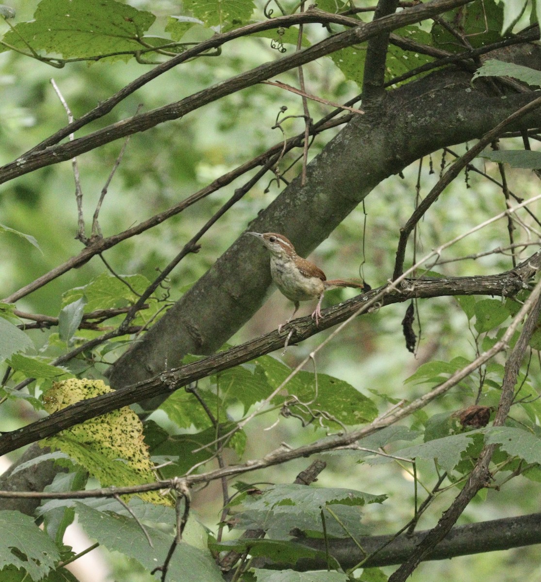 Carolina Wren - ML621962484