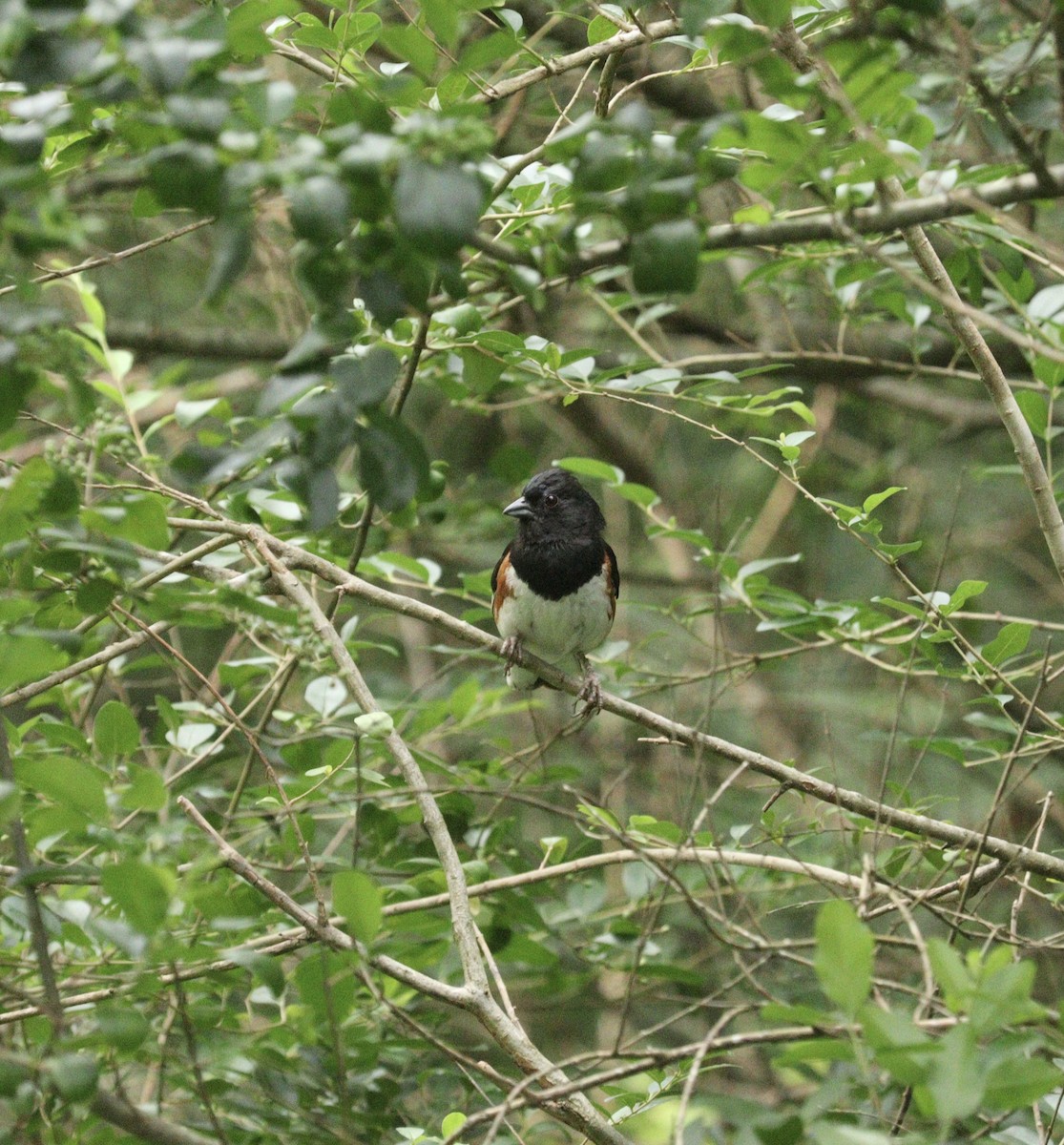 Eastern Towhee - ML621962499