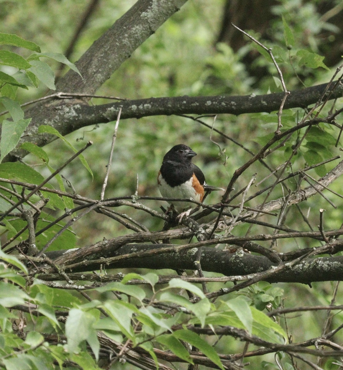 Eastern Towhee - ML621962500