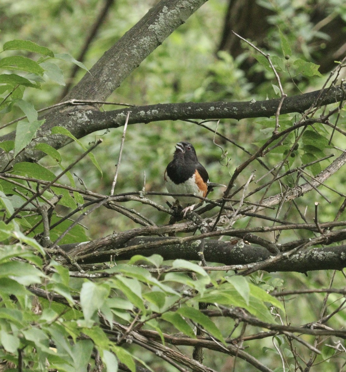 Eastern Towhee - ML621962501