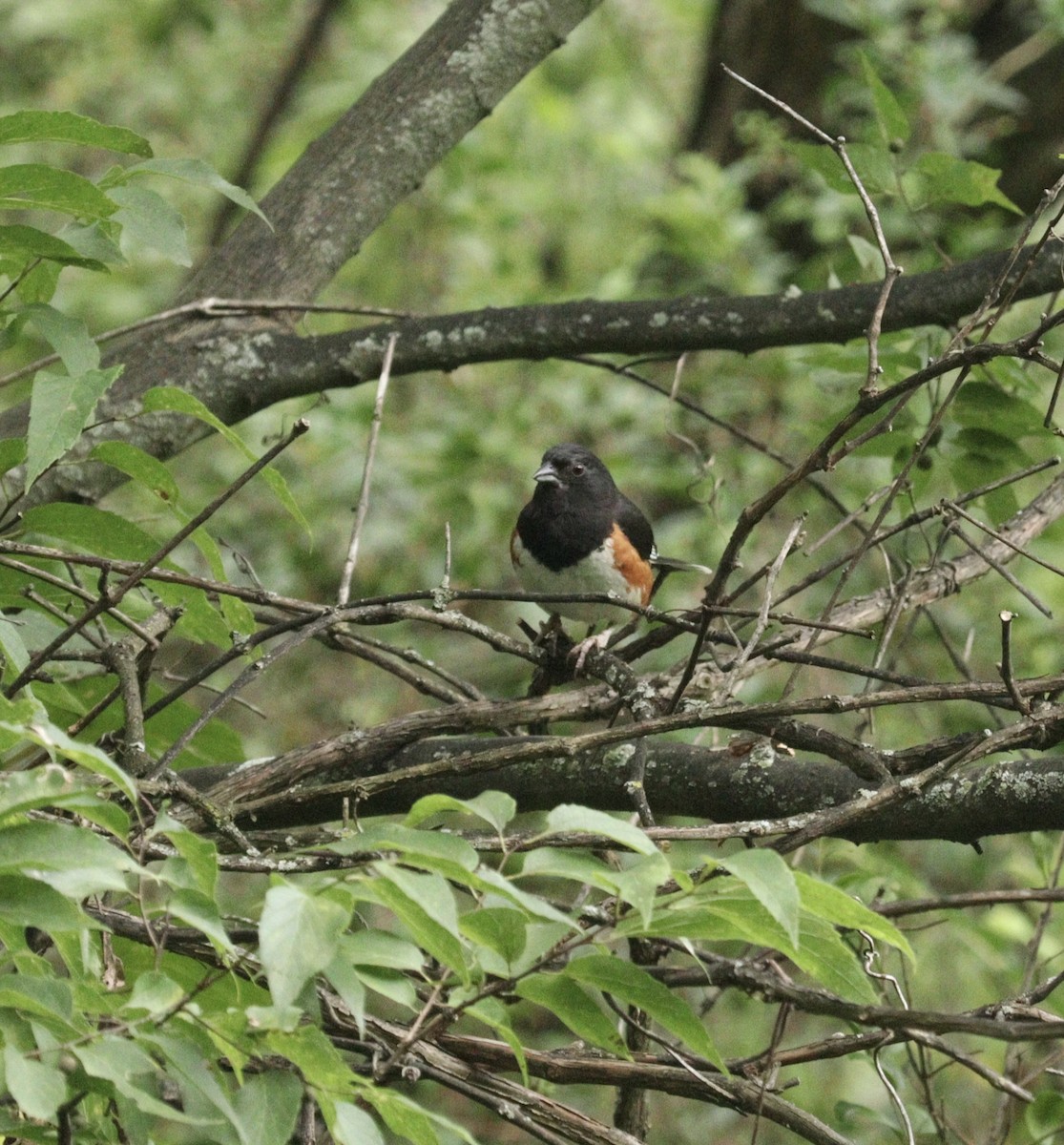 Eastern Towhee - ML621962502