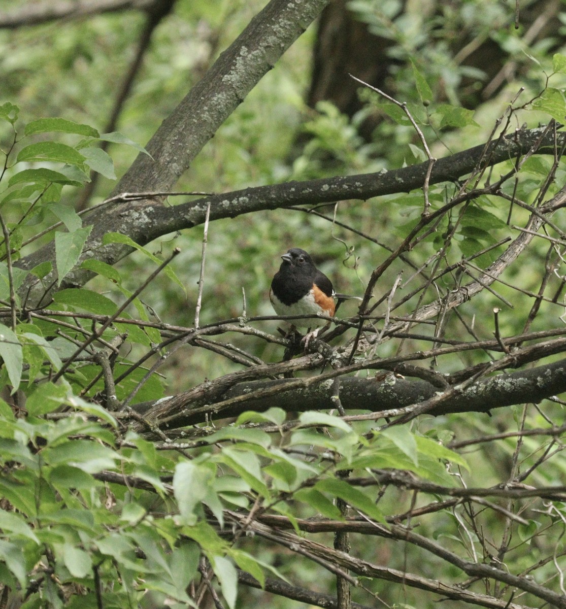Eastern Towhee - ML621962503