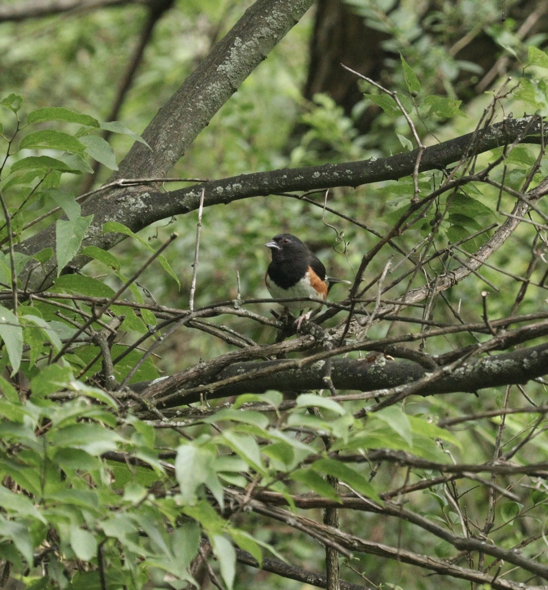 Eastern Towhee - ML621962504