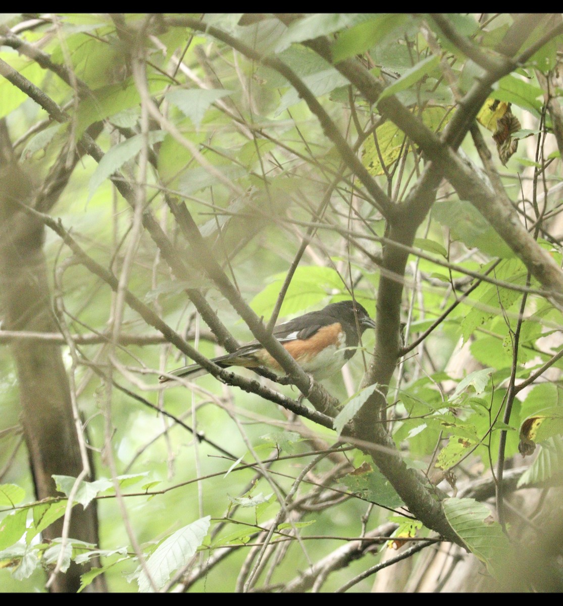 Eastern Towhee - ML621962505