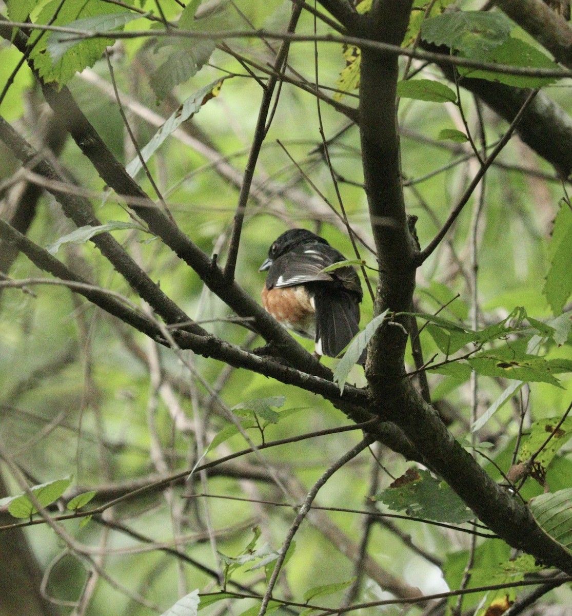 Eastern Towhee - ML621962506