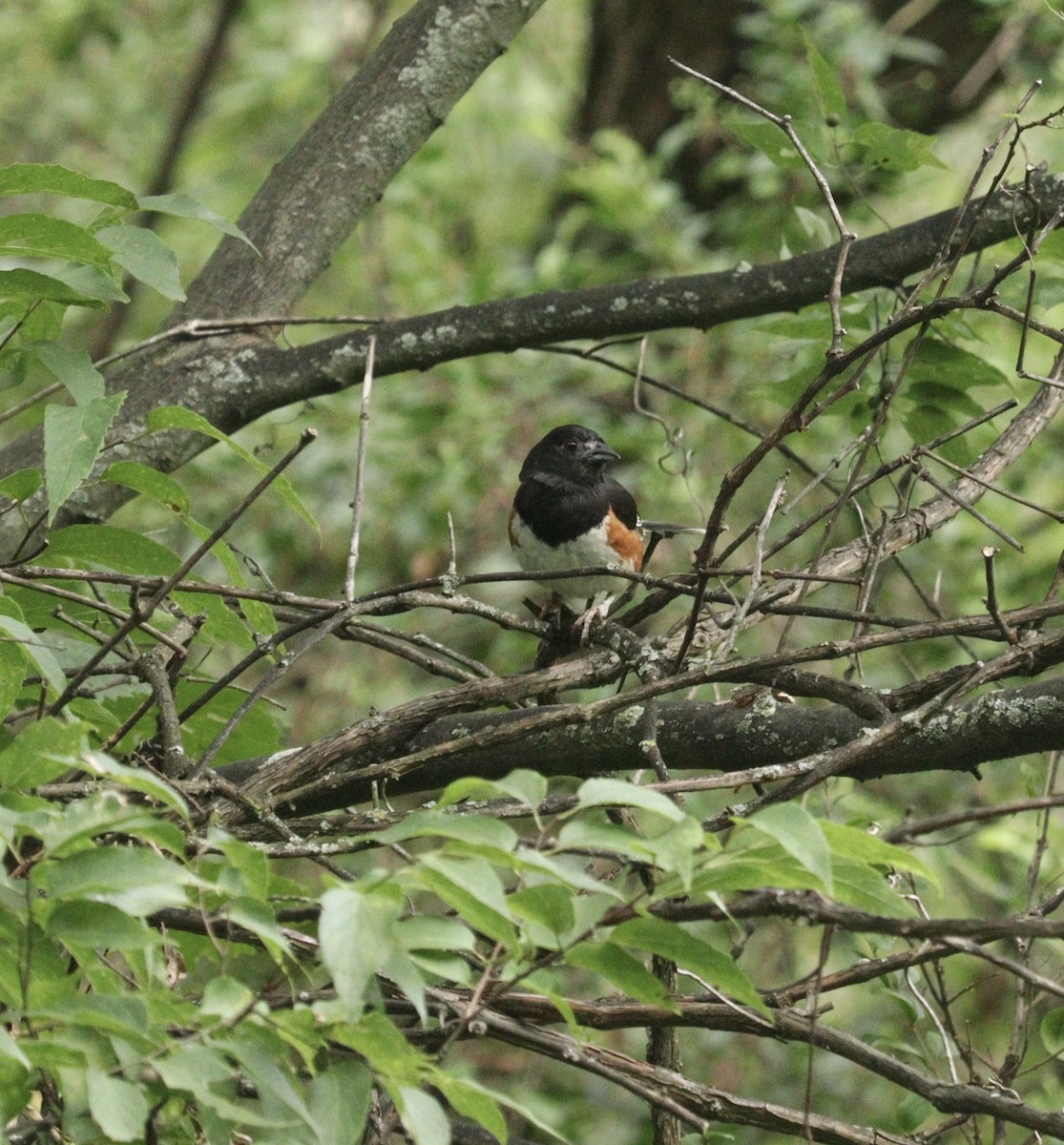 Eastern Towhee - ML621962507