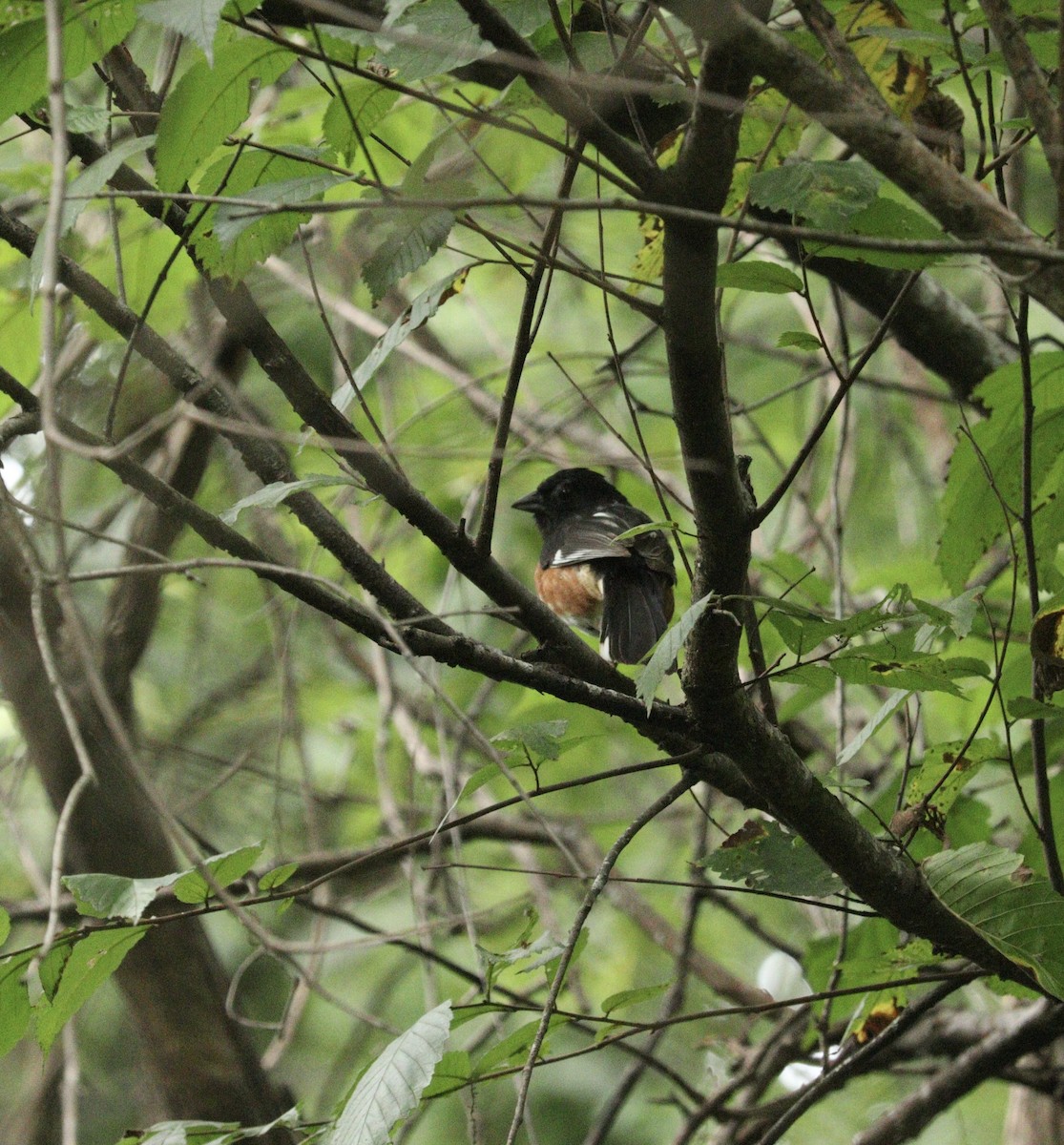 Eastern Towhee - ML621962508