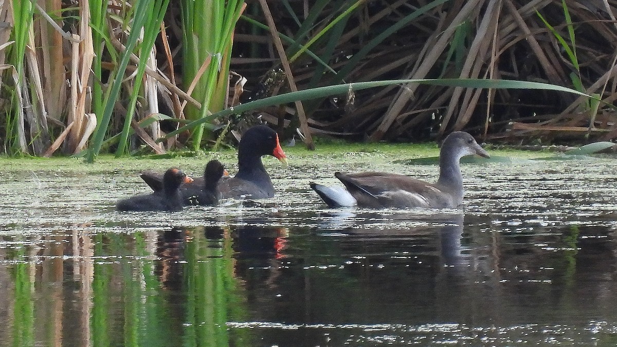 Common Gallinule - ML621962513