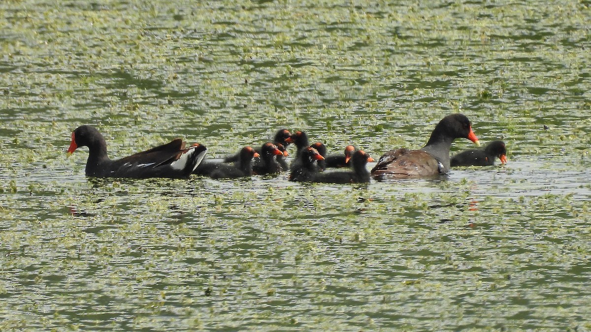 Common Gallinule - ML621962514