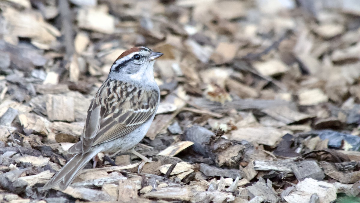 Chipping Sparrow - ML621962527