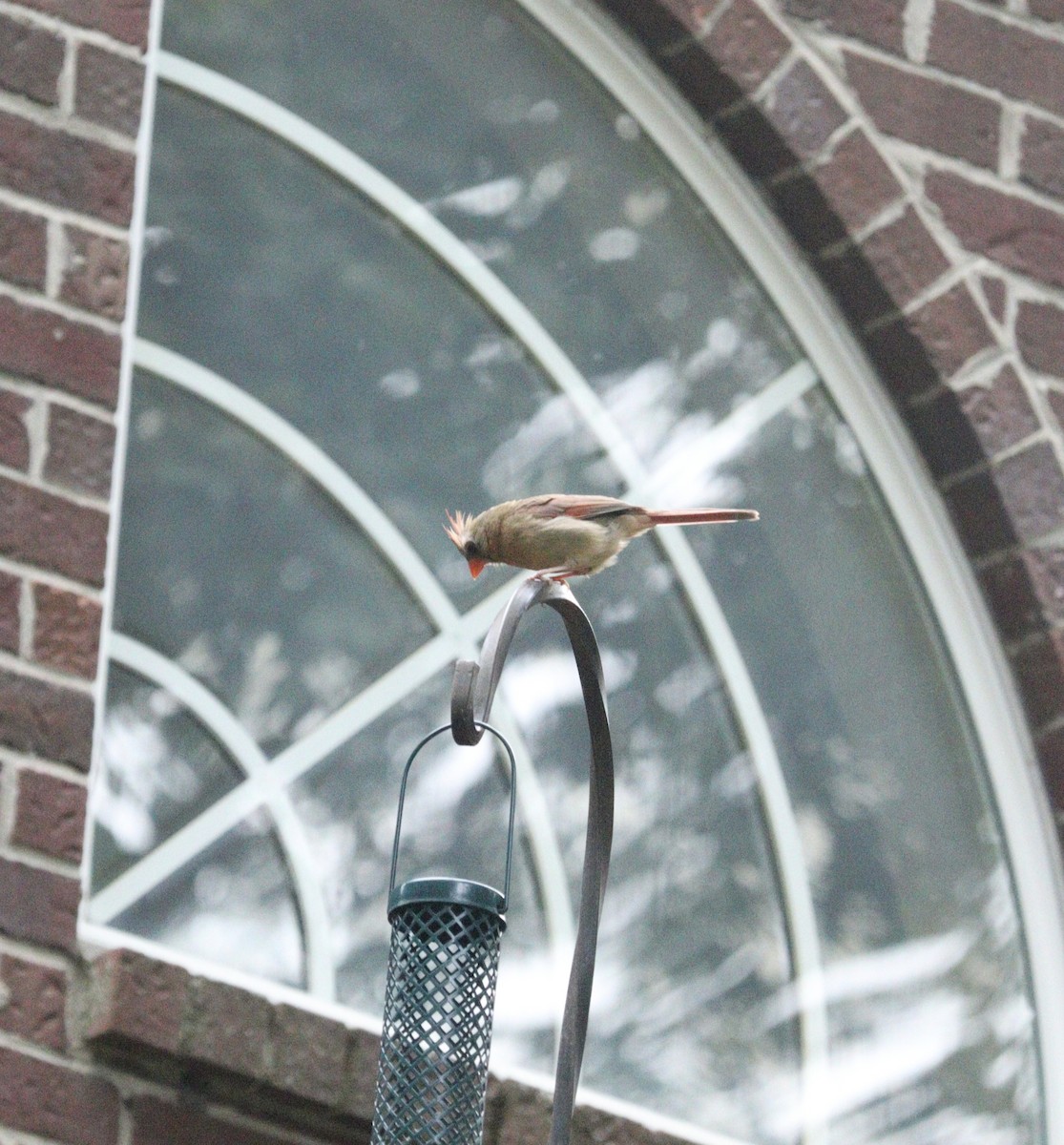 Northern Cardinal - ML621962531