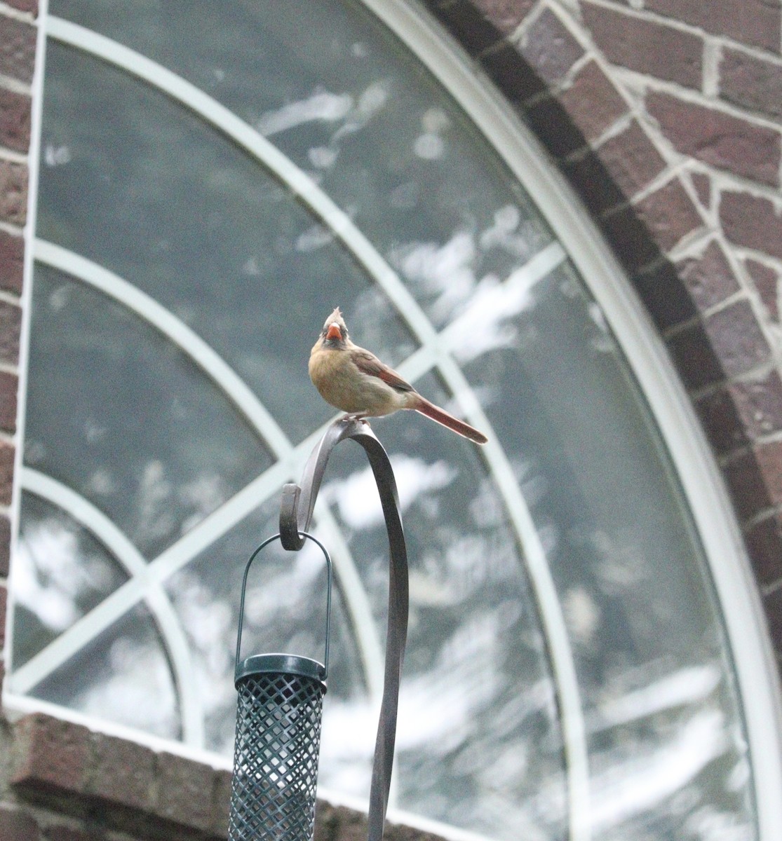 Northern Cardinal - ML621962532