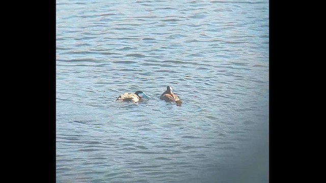 Ruddy Duck - ML621962534