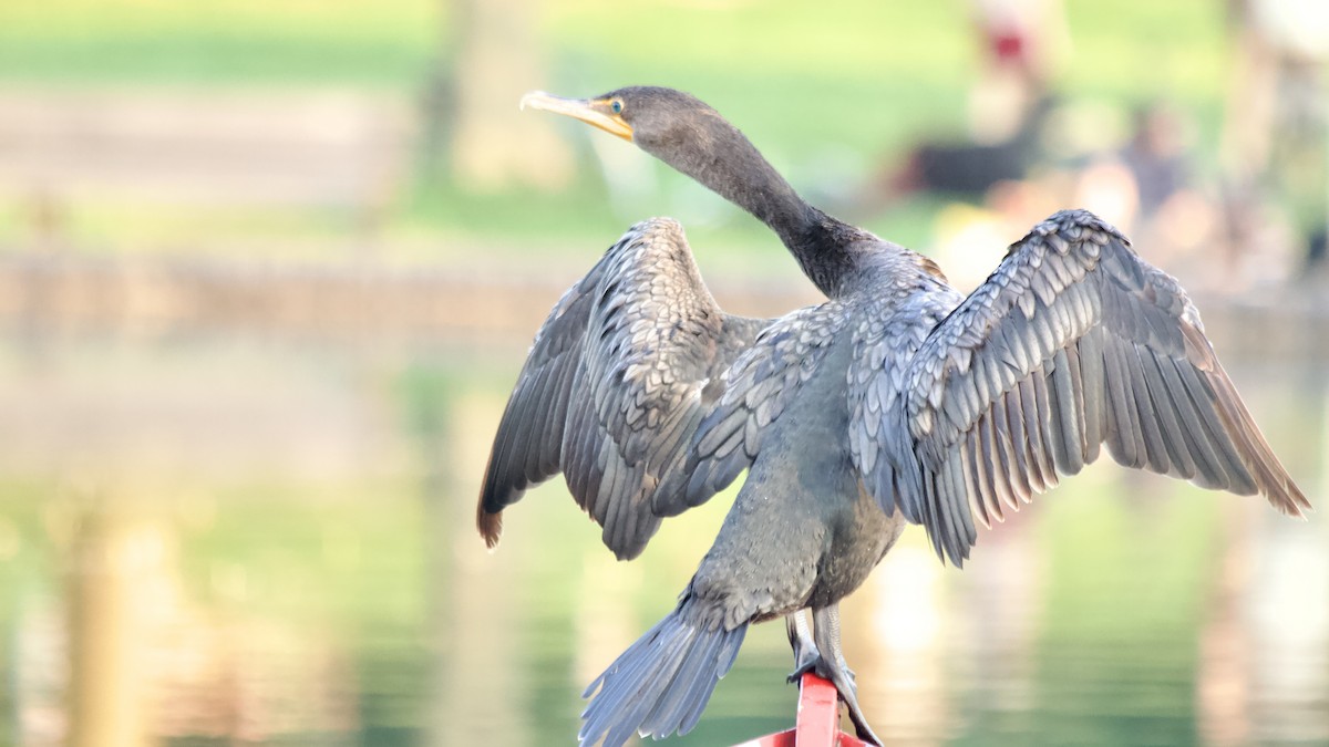 Double-crested Cormorant - ML621962550