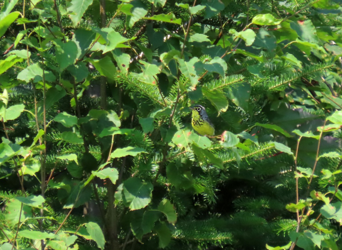 Canada Warbler - Nathalie L. COHL 🕊