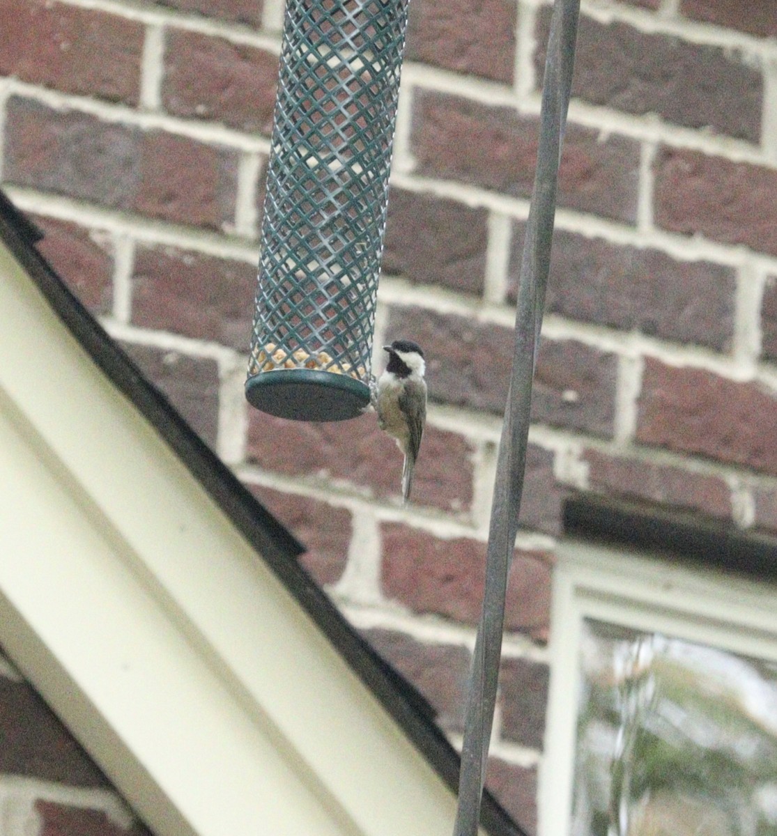 Carolina Chickadee - ML621962564