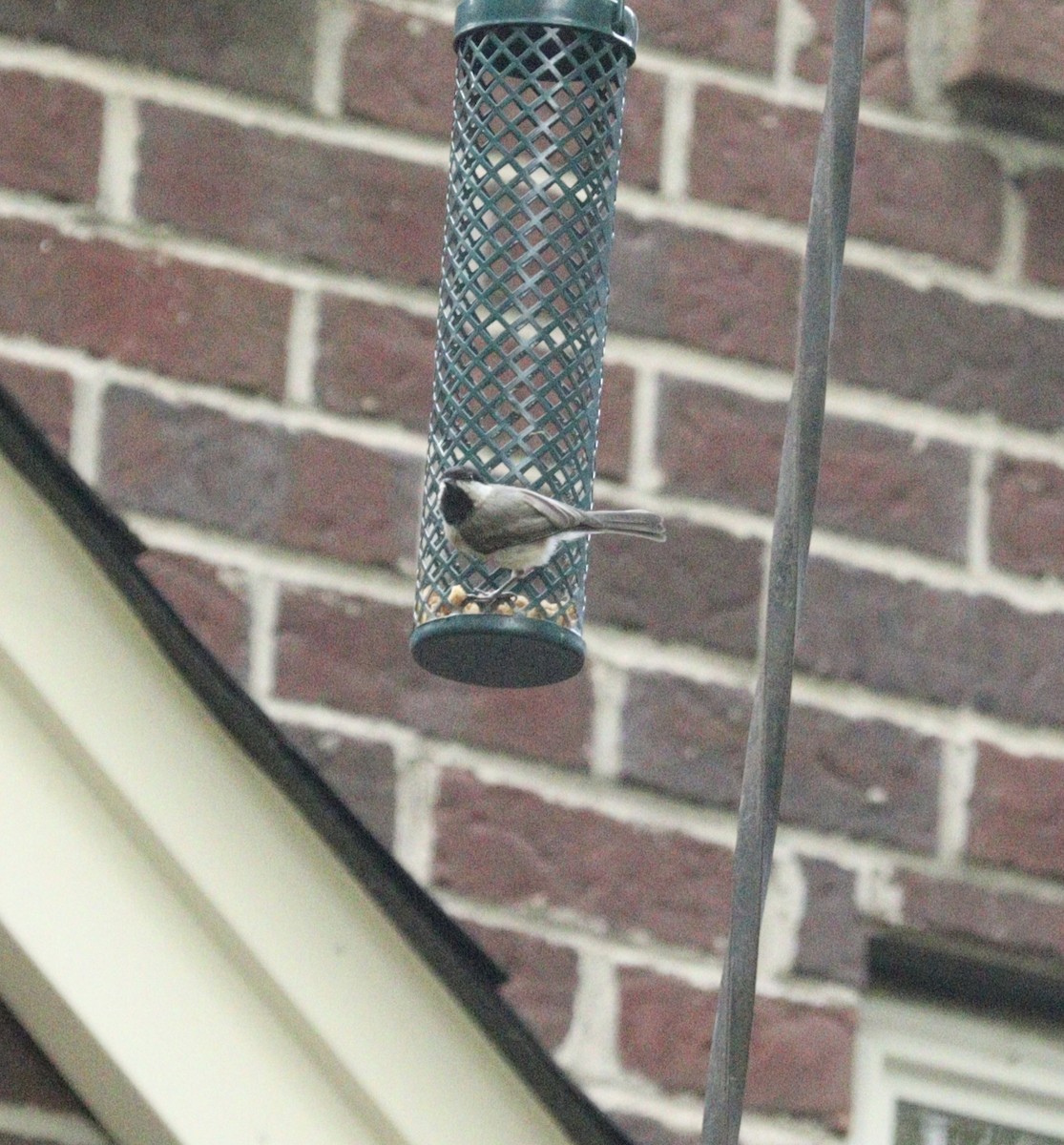 Carolina Chickadee - ML621962565