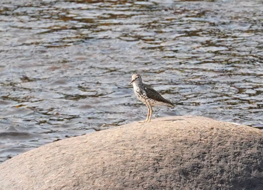 pisík americký - ML621962638