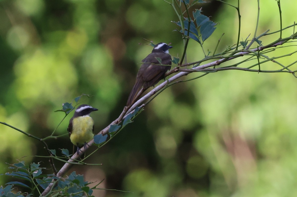 Social Flycatcher - ML621962705