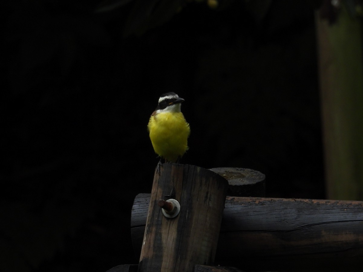 キバラオオタイランチョウ - ML621962715