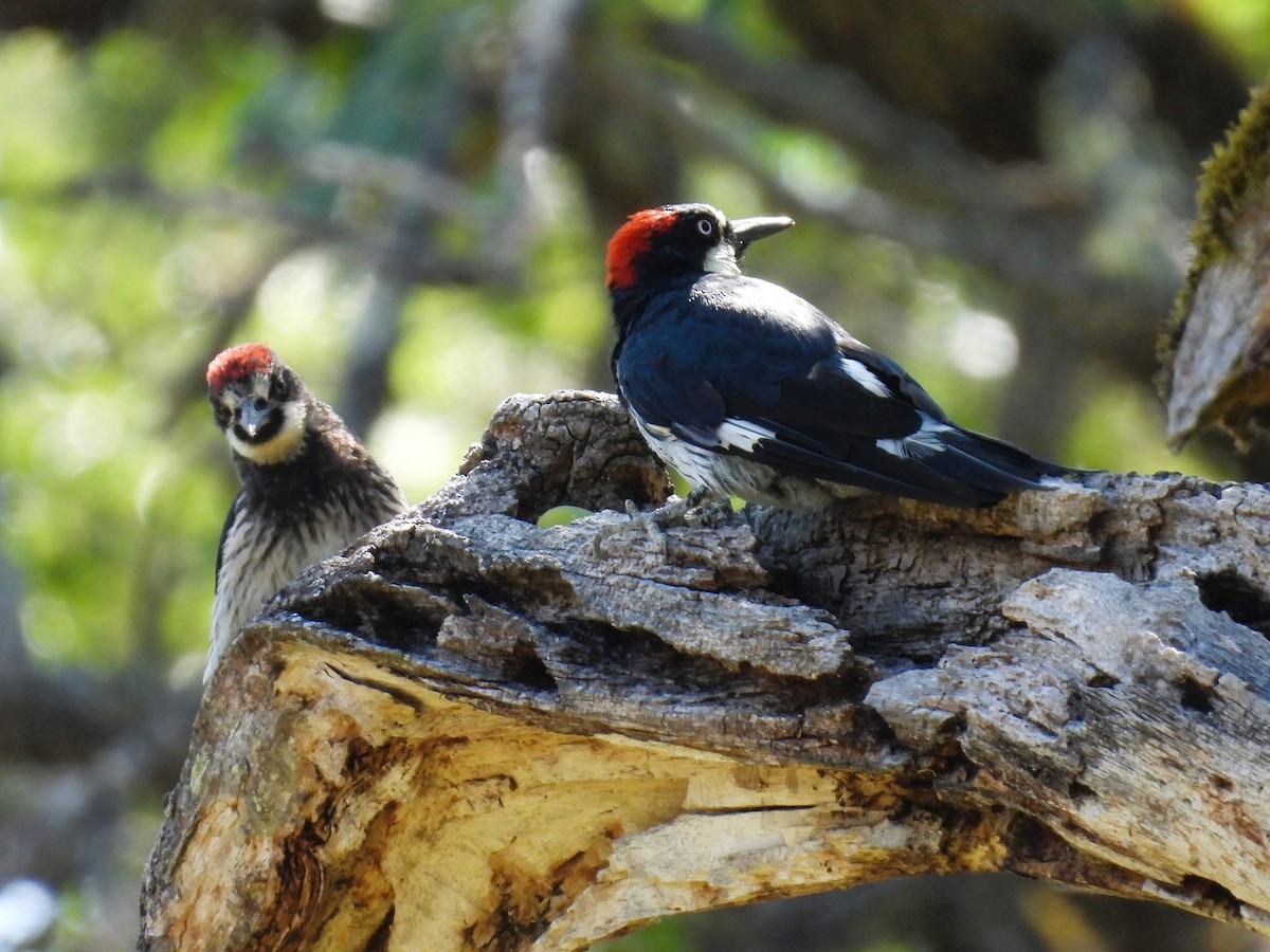 Acorn Woodpecker - ML621962761