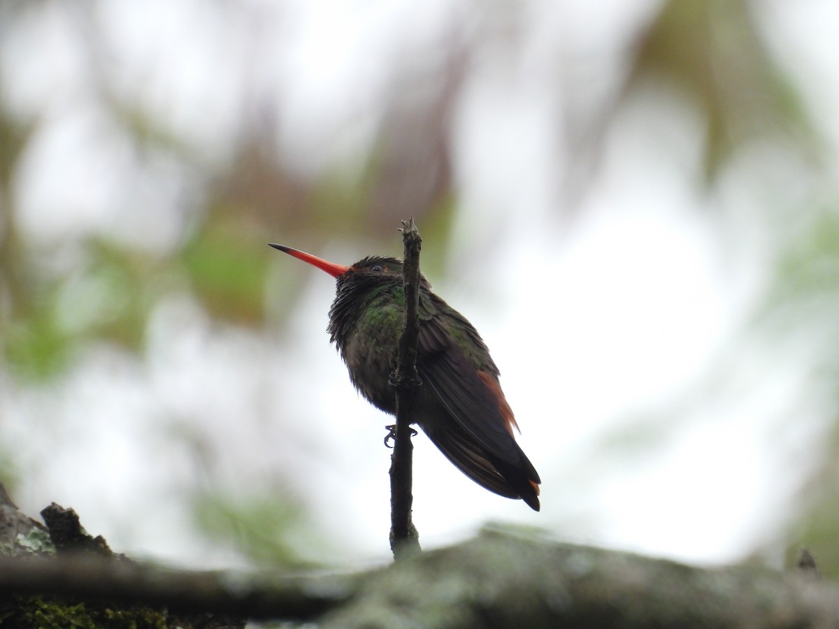 ハイバラエメラルドハチドリ - ML621962768