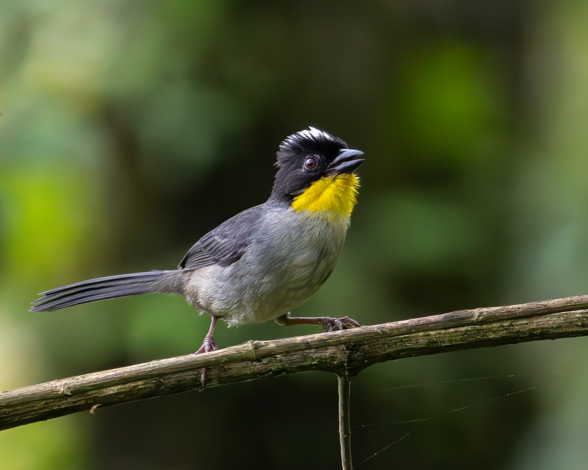 ML621962772 - White-naped Brushfinch (Yellow-throated) - Macaulay