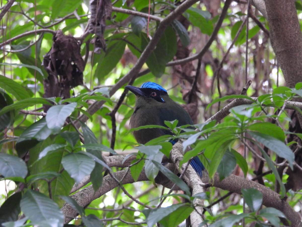 タカネハチクイモドキ - ML621962773