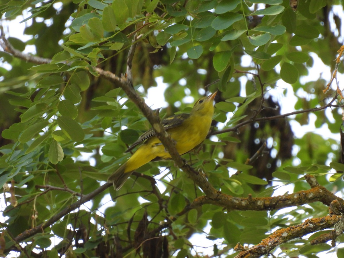 Bullock's Oriole - ML621962776