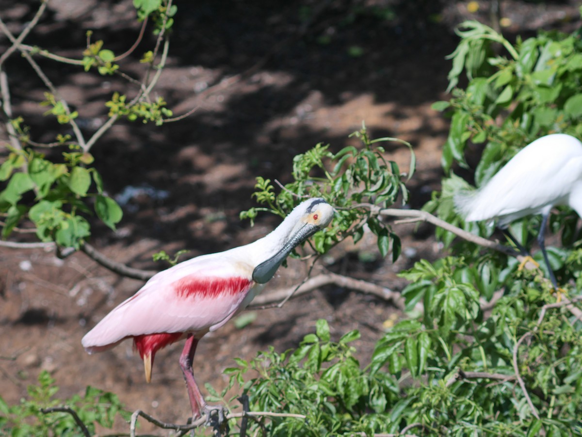 Roseate Spoonbill - Tom George