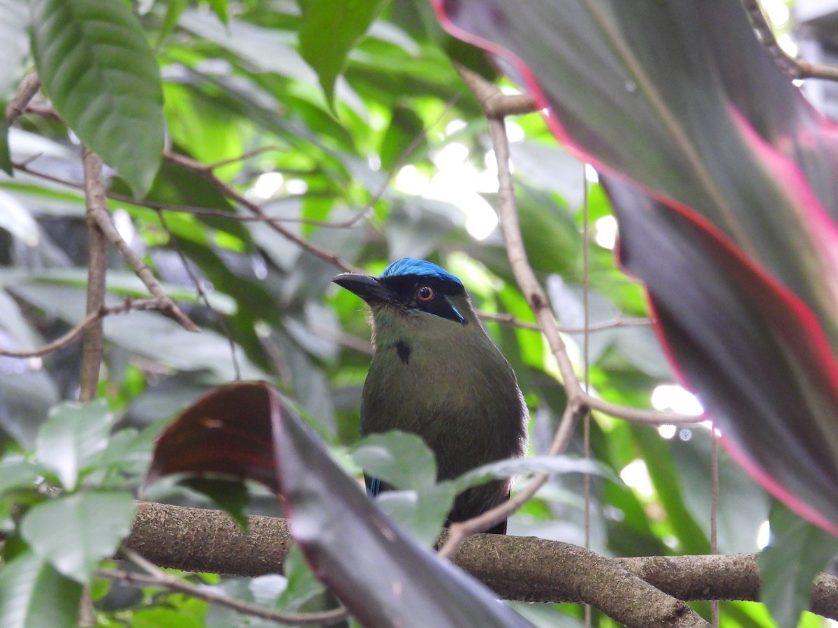 タカネハチクイモドキ - ML621962783