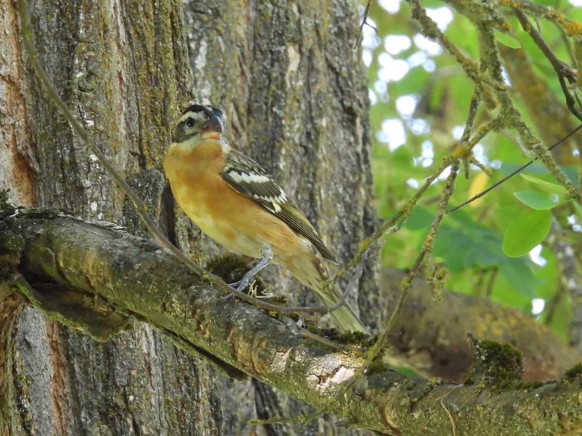 Black-headed Grosbeak - ML621962784