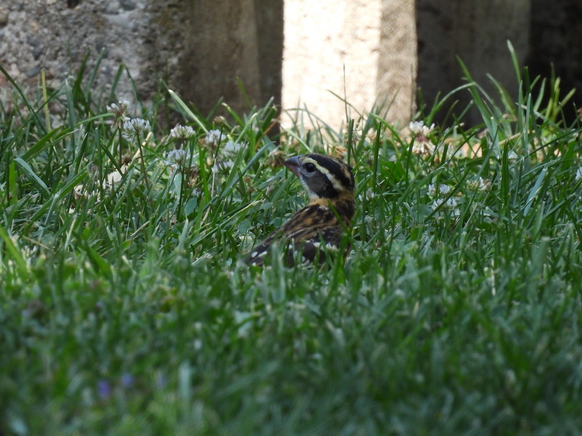 Black-headed Grosbeak - ML621962785