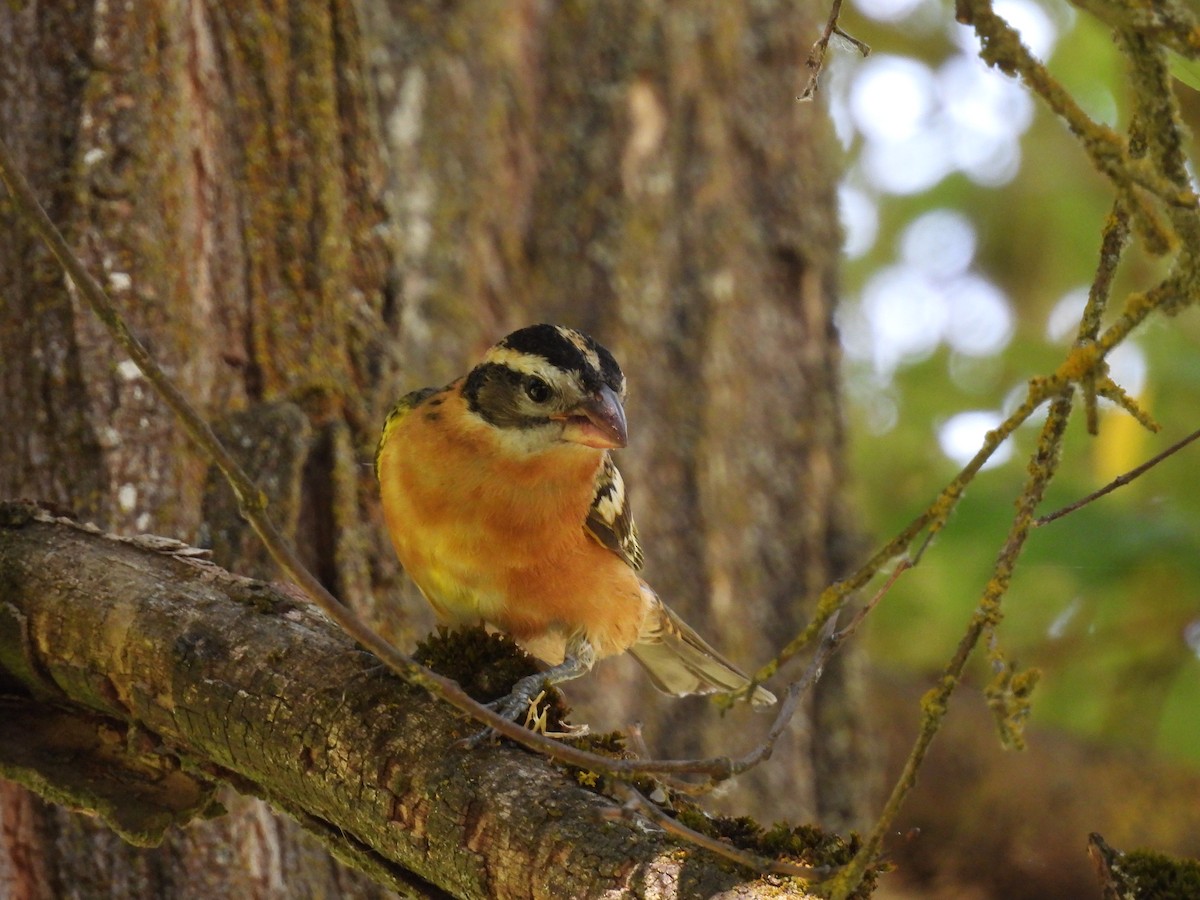 Black-headed Grosbeak - ML621962786