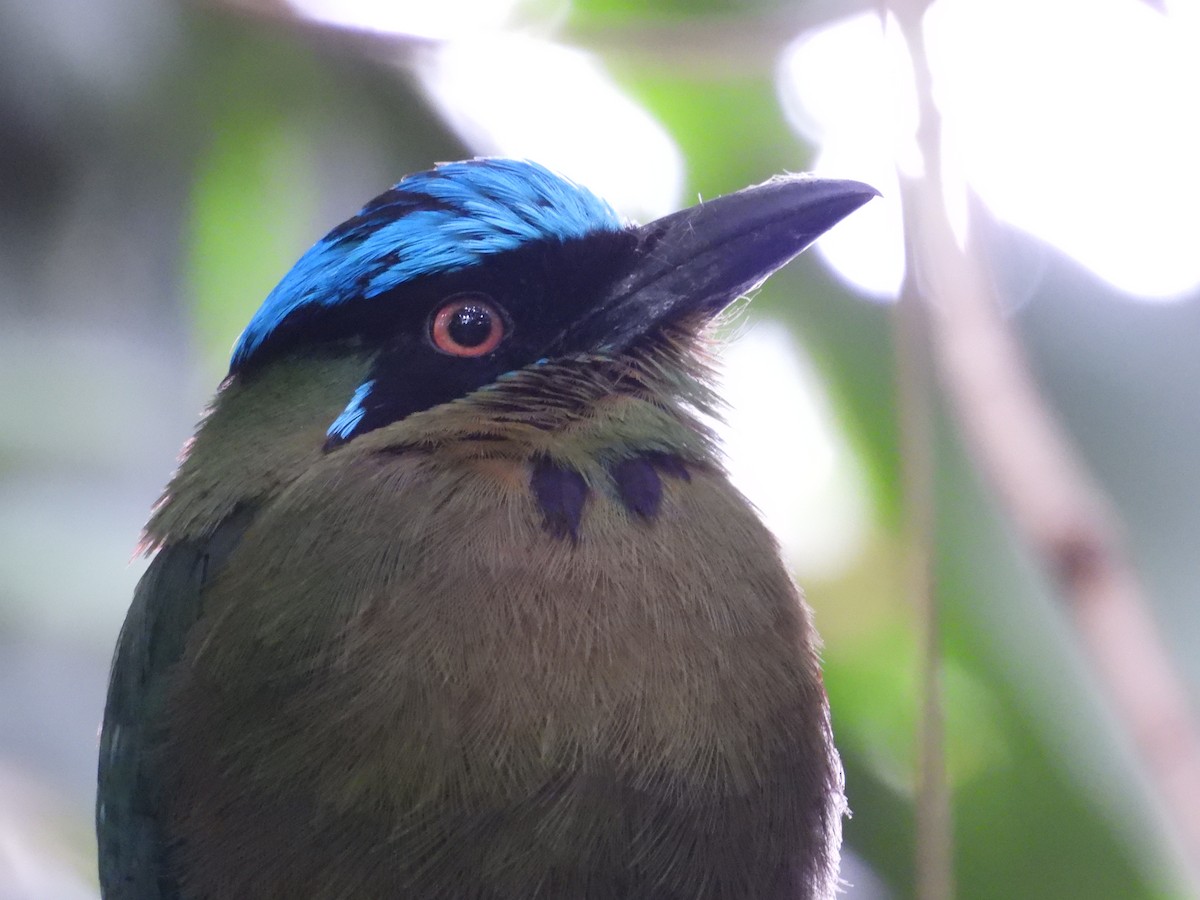 タカネハチクイモドキ - ML621962795