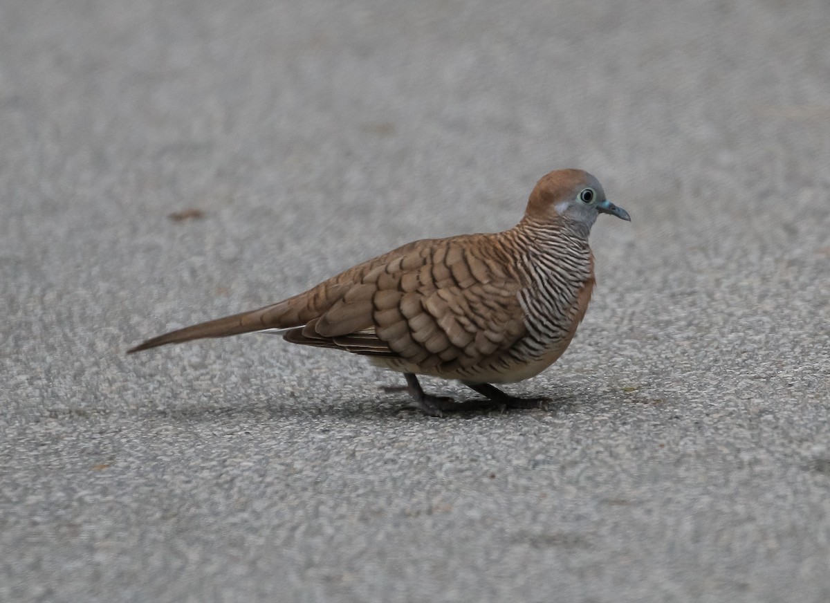 Zebra Dove - Neoh Hor Kee