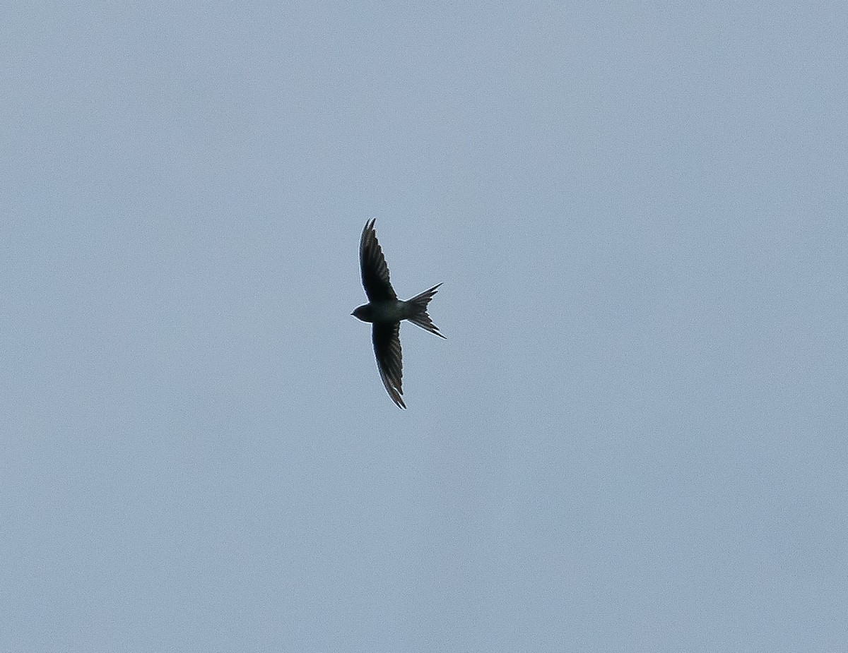 Gray-rumped Treeswift - ML621962803