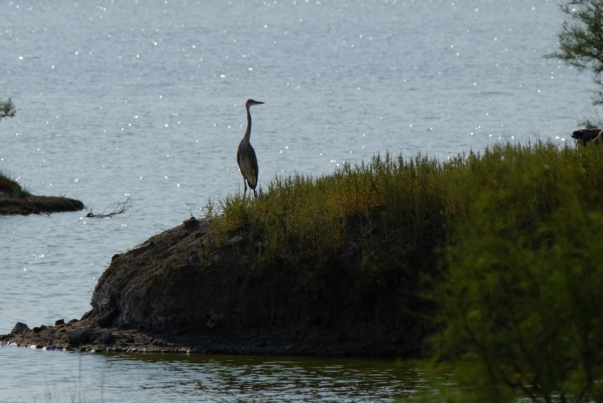 Great Blue Heron - ML621962834