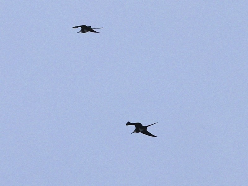 Lesser Frigatebird - ML621962841