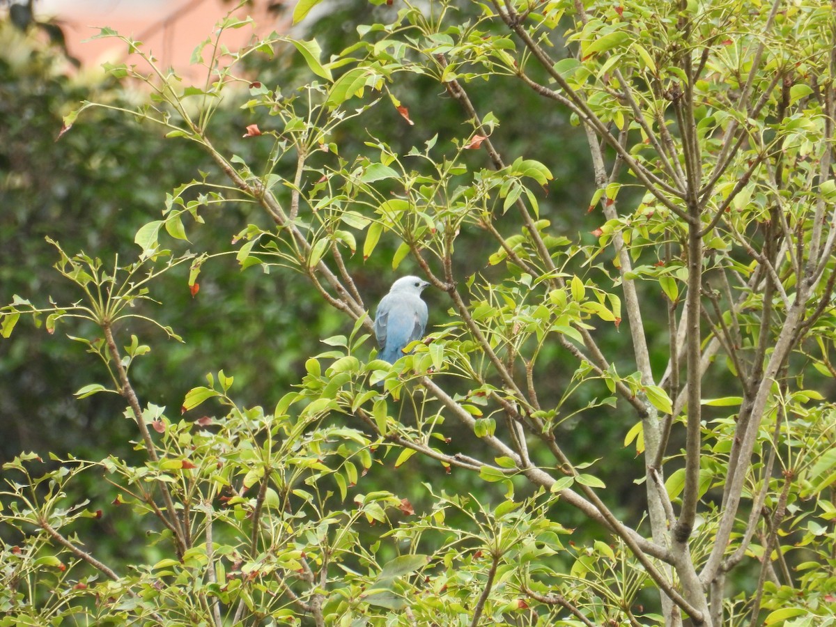 ソライロフウキンチョウ - ML621962847