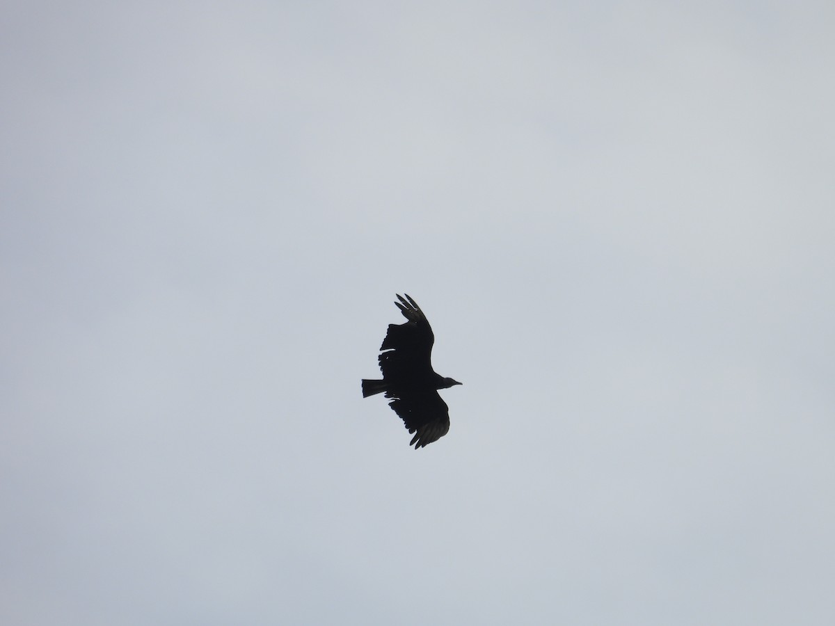 クロコンドル - ML621962853