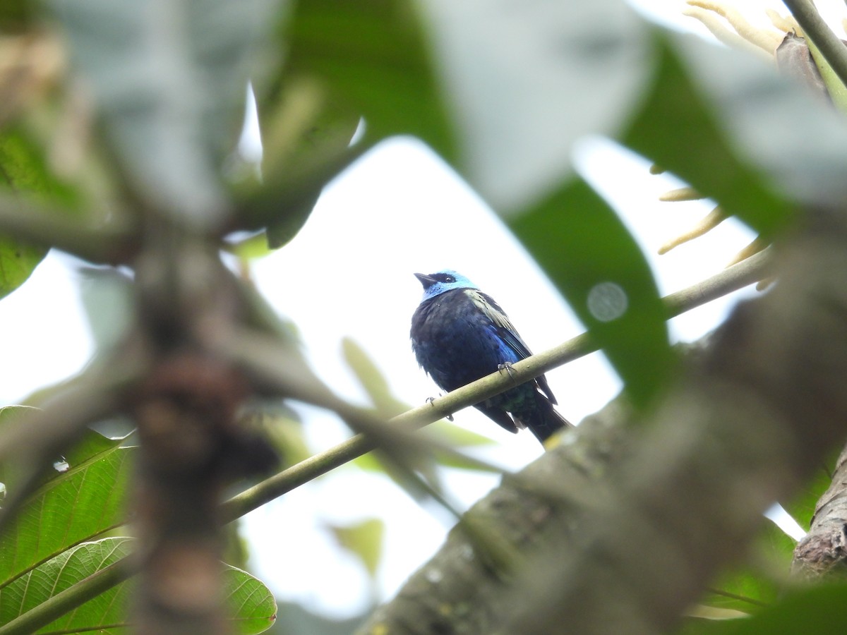 アオクビフウキンチョウ - ML621962881