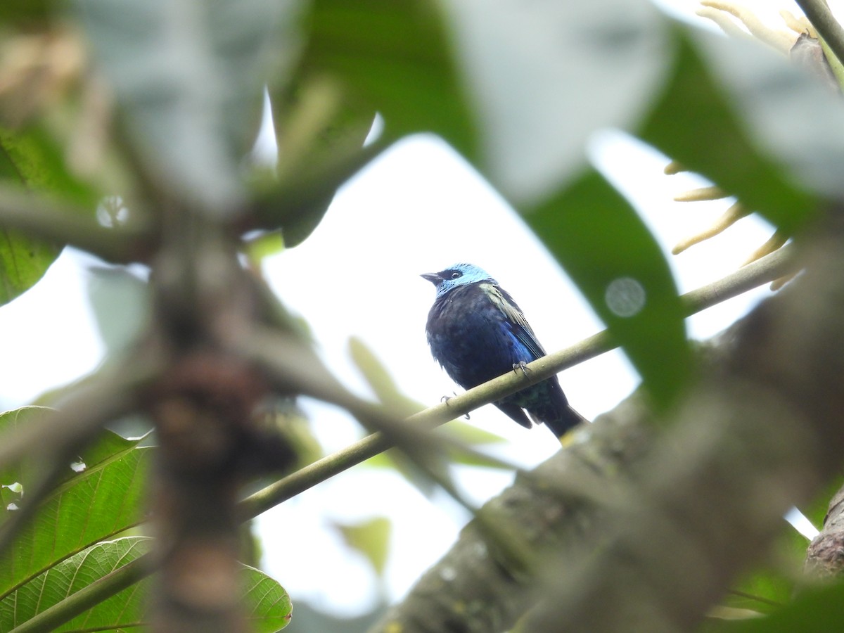 アオクビフウキンチョウ - ML621962886