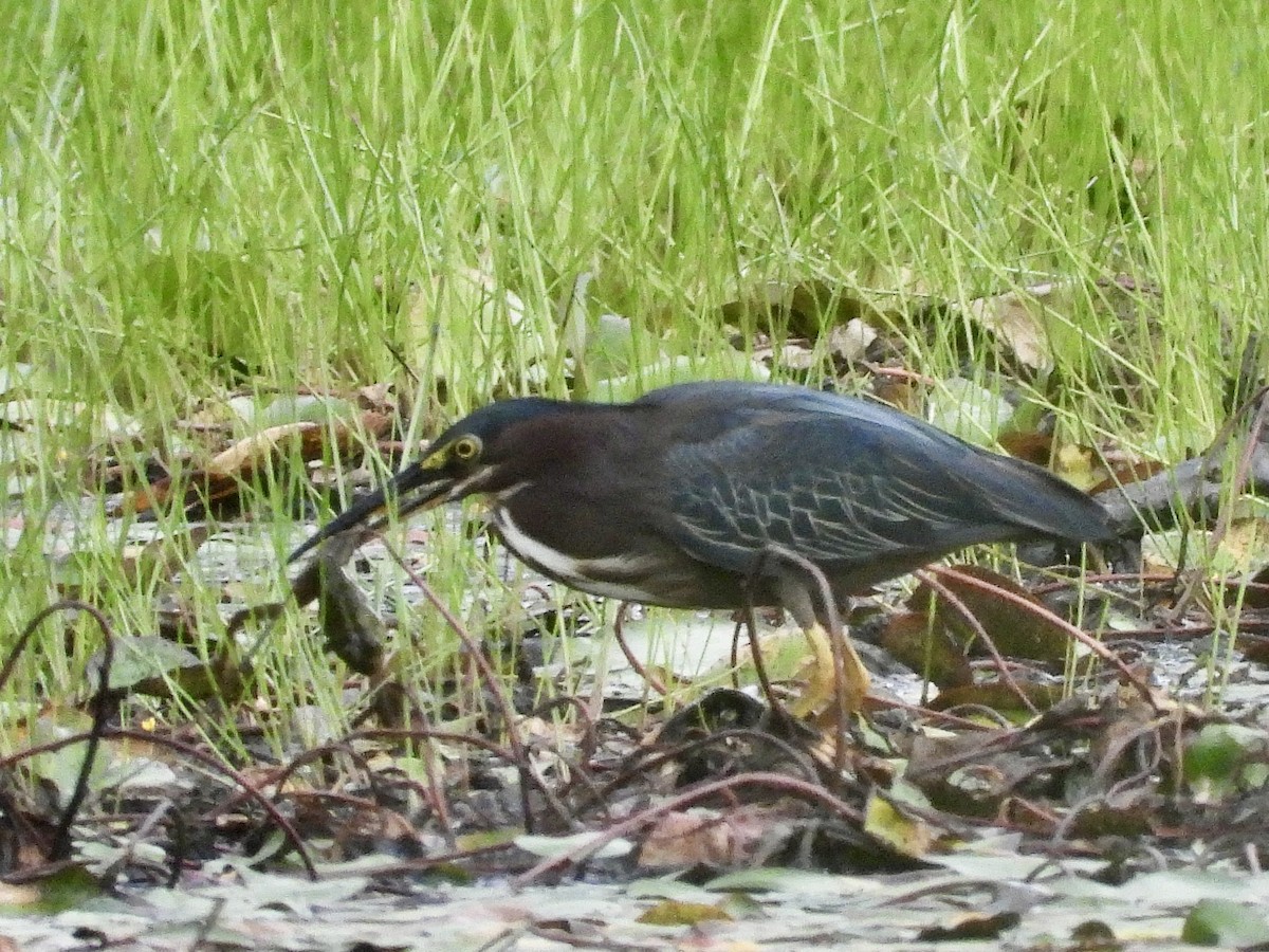 Green Heron - Zihan Wei